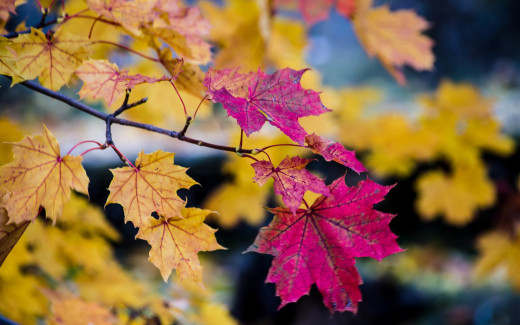1239164 (a): :2880x1800